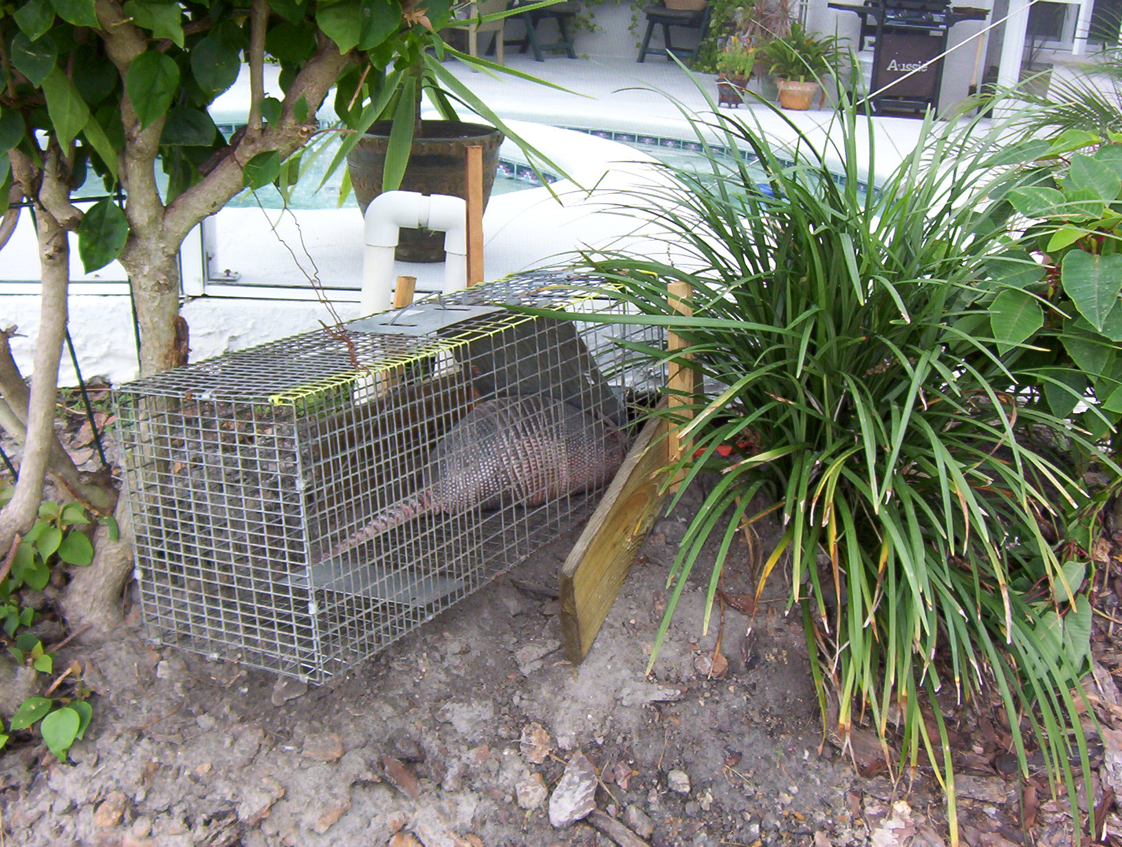 Armadillo removal Tampa Bay FL