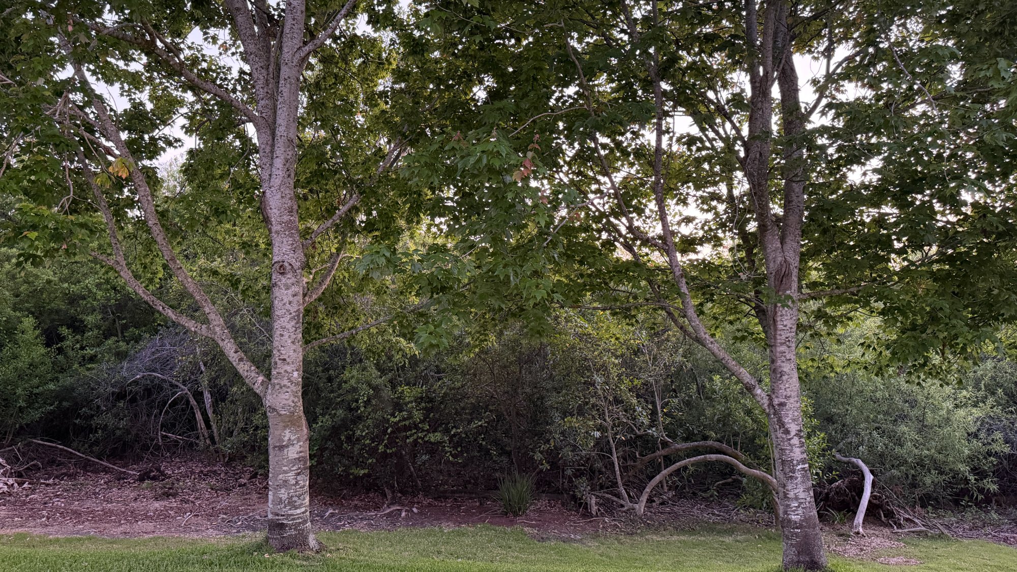 Wildlife habitat Clearwater Florida