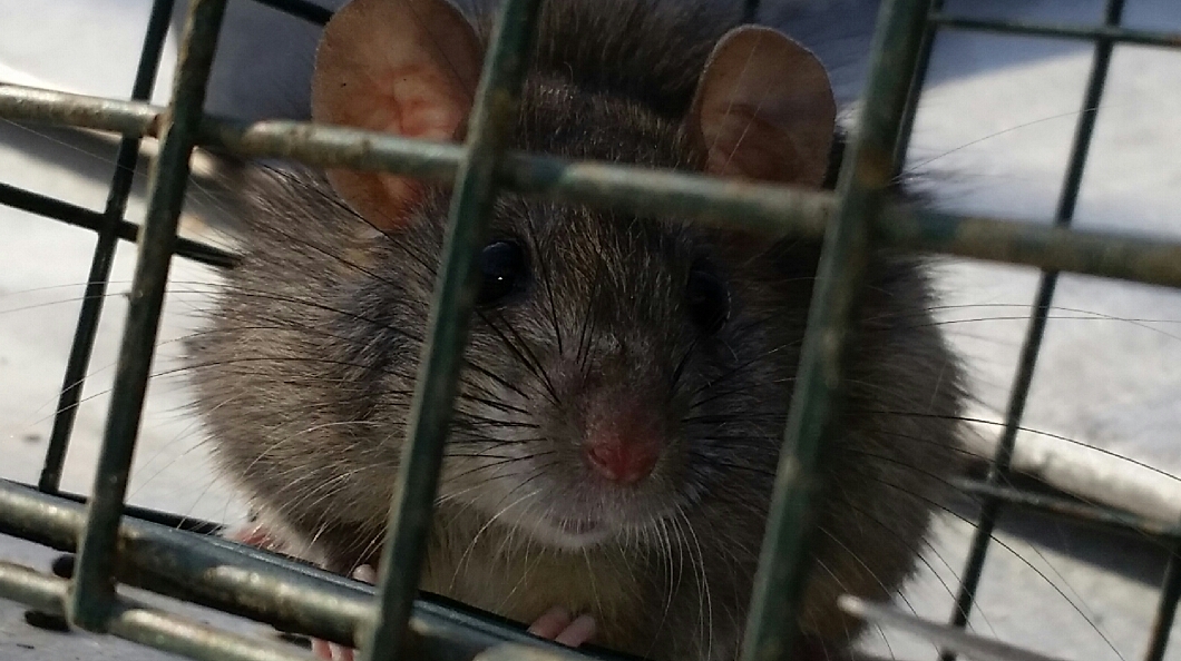 Rat removal Lutz Tampa Bay FL